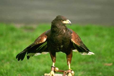 animal eagle