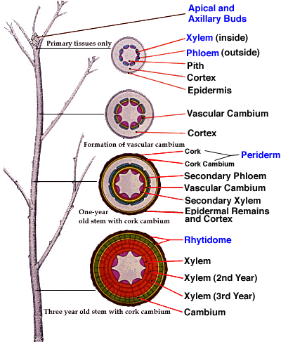 morfologi batang