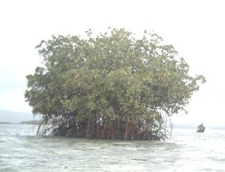 mangrove bidiversity