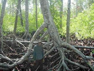 pohon mangrove