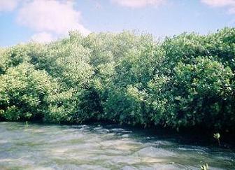 mangrove fauna