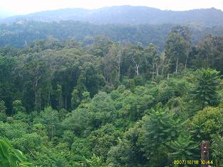 ekologi hutan