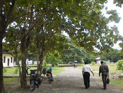 Pohon Jati Bercabang