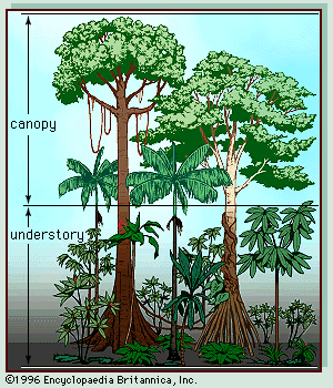 struktur hutan