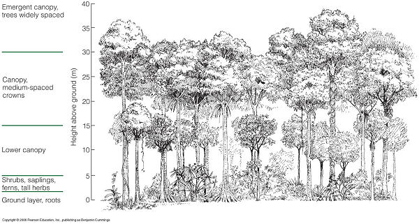 struktur hutan